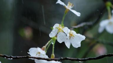 春天雨季樱花升格空镜